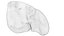 Human Liver With Segments