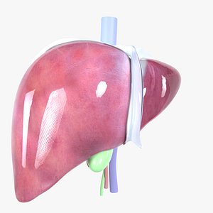 Human liver with segments 3D