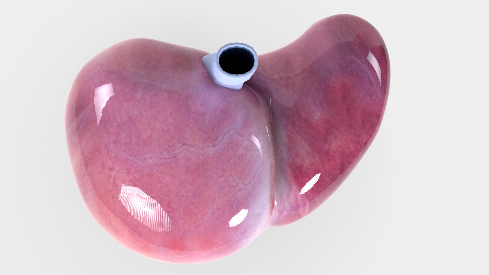 Human liver with segments 3D https://p.turbosquid.com/ts-thumb/JC/VneIdH/pf/2humanlivertopwoperitoneum/png/1640374627/1920x1080/fit_q87/c561343152bdaa9cd710b7ac0e4c402292e09aef/2humanlivertopwoperitoneum.jpg