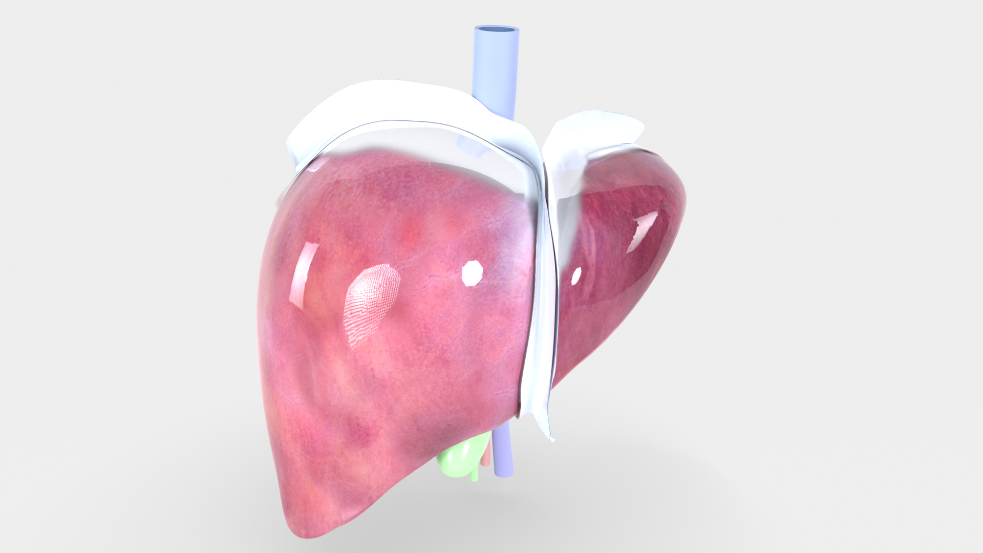 Human liver with segments 3D https://p.turbosquid.com/ts-thumb/JC/VneIdH/ri/liver_full/png/1640377776/1920x1080/turn_fit_q99/43e7f0e5630325bfa93bb441e88c704c5cbe38e0/liver_full-1.jpg