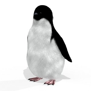 Penguin animal