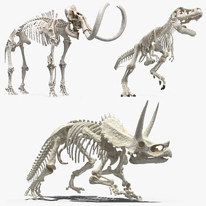 Dinosaur Skeletons Rigged for Cinema 4D Collection model