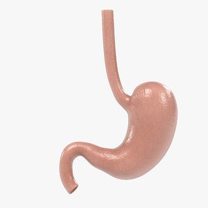 stomach 3d model