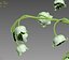 Convallaria majalis flowers in pitcher