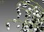 Convallaria majalis flowers in pitcher
