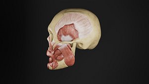 3D model Human Anatomy-Muscular System-Head Masticatory Muscle-Left Anterior Lateral Views
