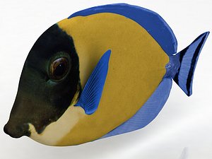 3D model Ambly Fish