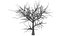 Dry Tree