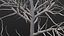 Dry Tree