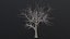 Dry Tree
