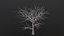 Dry Tree