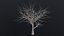 Dry Tree