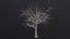 Dry Tree