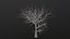 Dry Tree