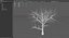 Dry Tree