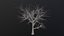 Dry Tree
