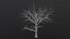 Dry Tree