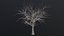 Dry Tree