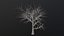Dry Tree