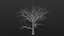 Dry Tree