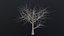 Dry Tree