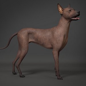 Mexican Hairless Dog