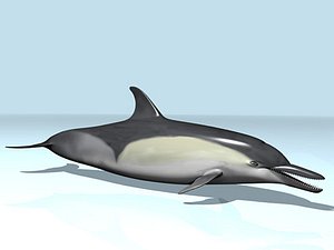 blend common dolphin