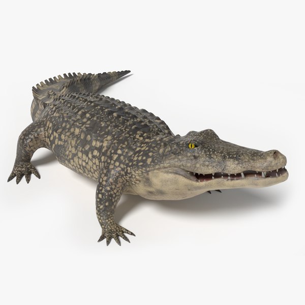 Crocodile Animated 3D