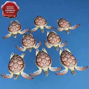 sea turtle chelonia mydas max