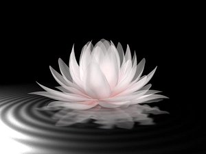 lilli water 3d model