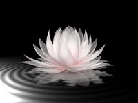 lotus water lilli