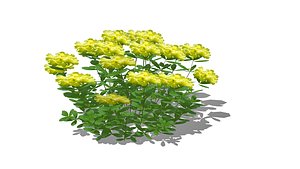 Azalea Yellow 3D model