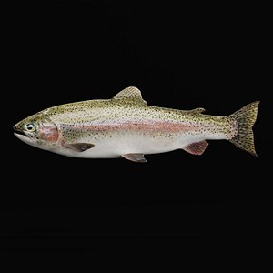 Pacific Salmon Fish model