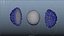ovule