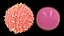 ovule