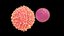 ovule