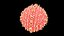 ovule