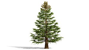 North American Fir Tree Collection 3D model