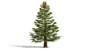 North American Fir Tree Collection