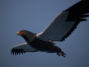 desert eagle - ready model