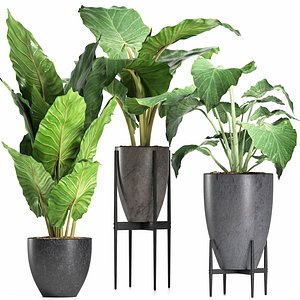 Plants Collection 210 Alocasias
