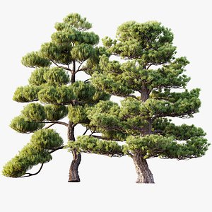 AV 2 trees Pinus Bonsai Sylvestris Pine Parviflora Scotch Contorta 3D model