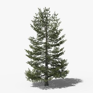 Pine v9 3D model