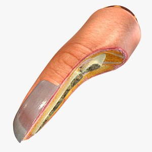 Human Finger Anatomy