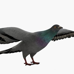 3D Realistic Pigeon