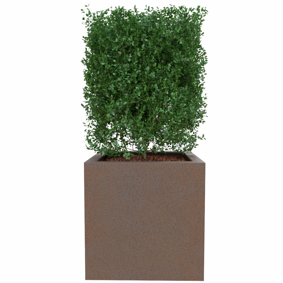 3D Boxtree Buxus Bush Form - TurboSquid 1325454