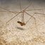 spider pholcus phalangioides rigged 3d model