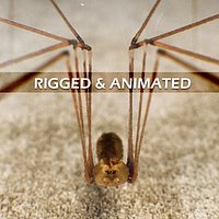 Spider Pholcus Phalangioides Rigged