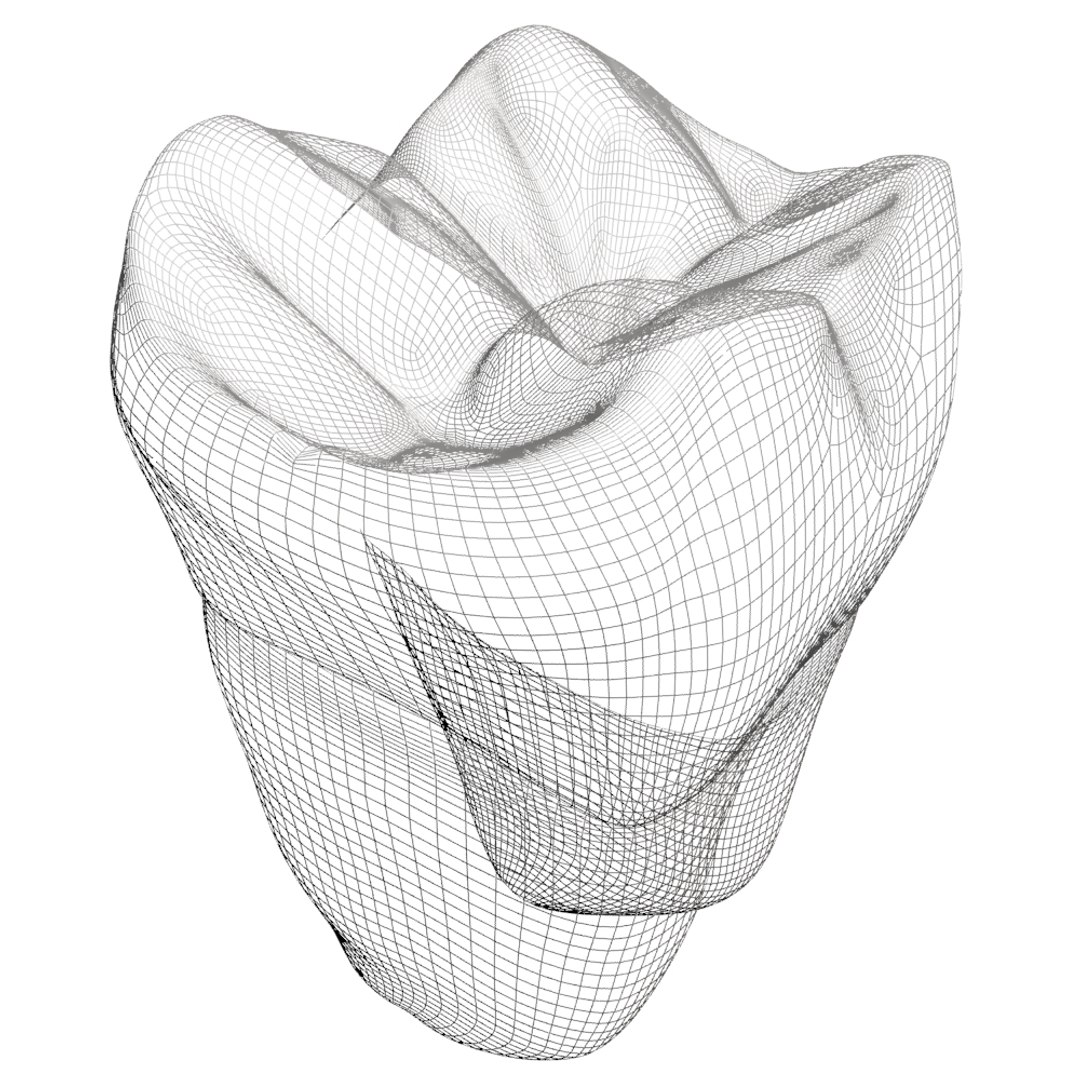 3d Second Molar Model