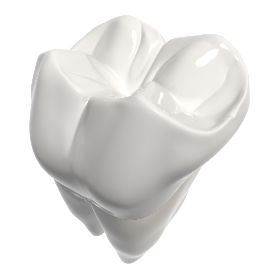 3d Second Molar Model